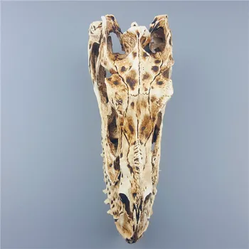 MRZOOT MRZOOT Dinozaver Lobanje Skelet Modela Vzorcu Živali Domov Dekoracijo Pribor za Osebno Kip, Kiparstvo
